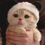 Sofía Castillo avatar